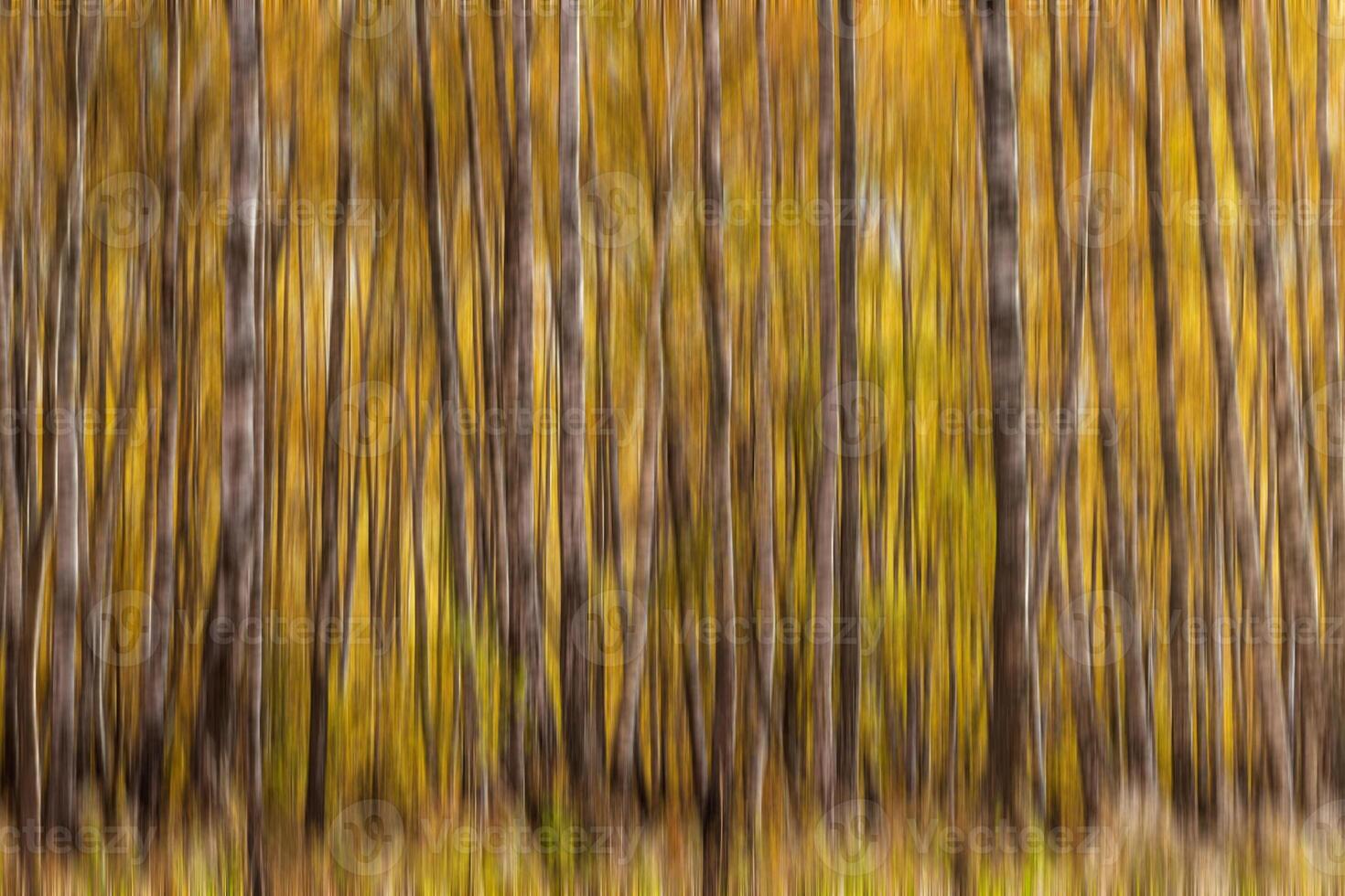 Autumn birch forest vertical motion blurr background. Fall season abstract. photo