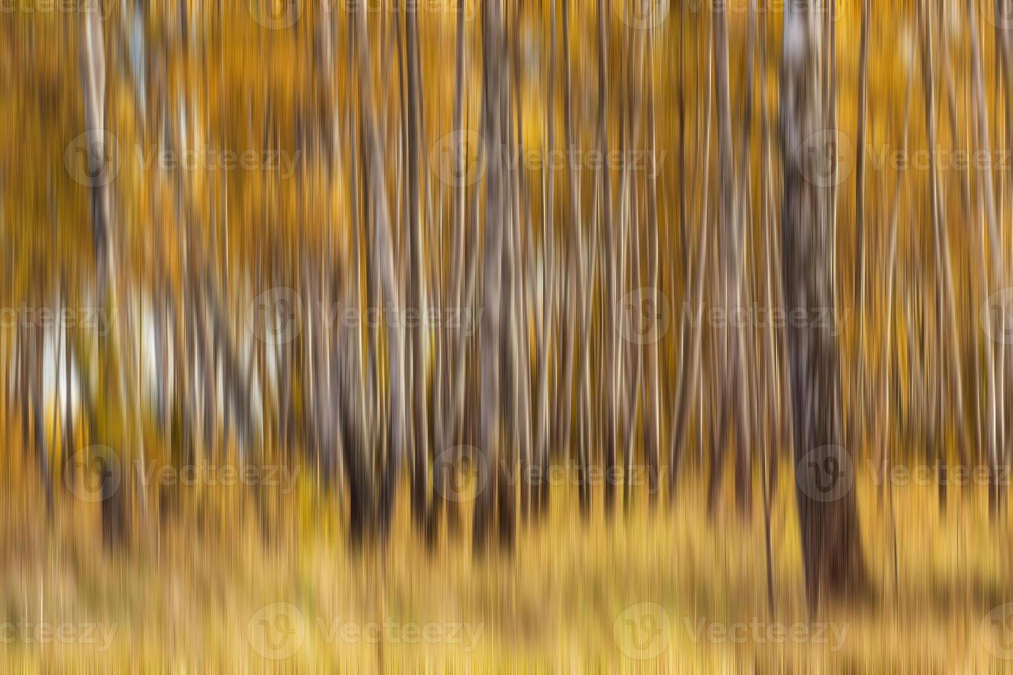 Autumn birch forest vertical motion blurr background. Fall season abstract. photo