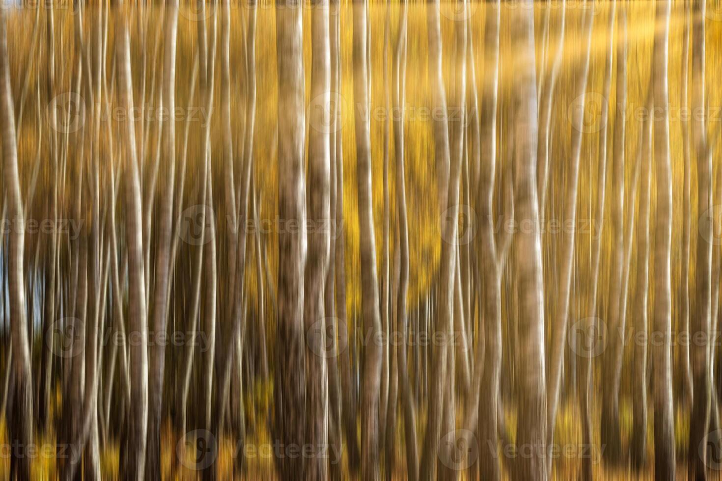 Autumn birch forest with sunshine and vertical motion blurr background. Fall season abstract. photo