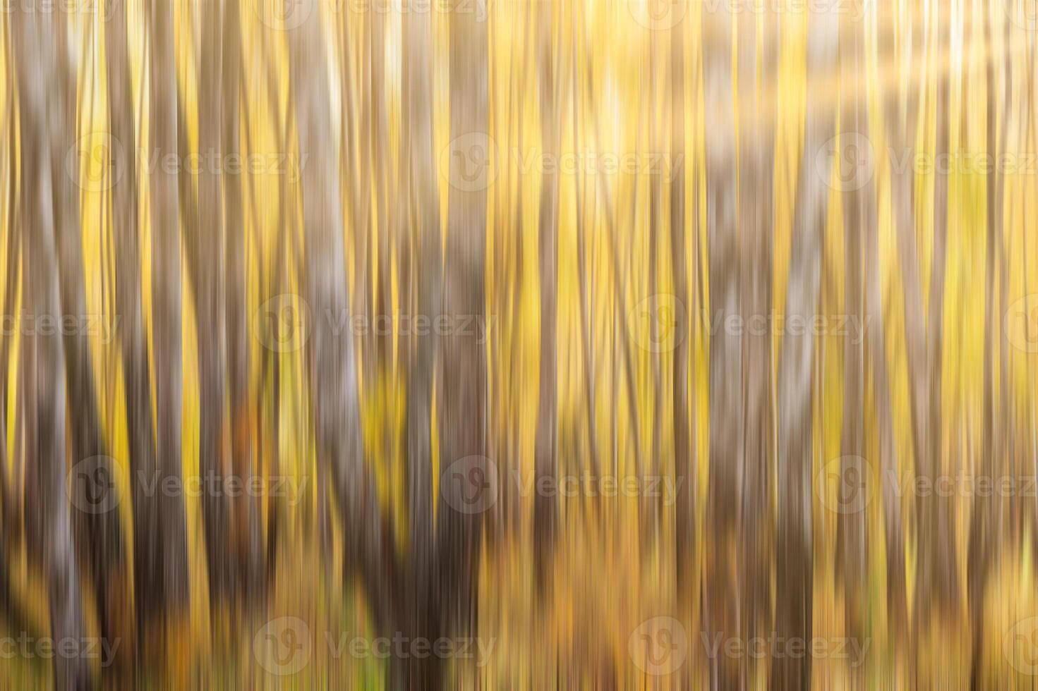 Autumn birch forest with sunshine and vertical motion blurr background. Fall season abstract. photo