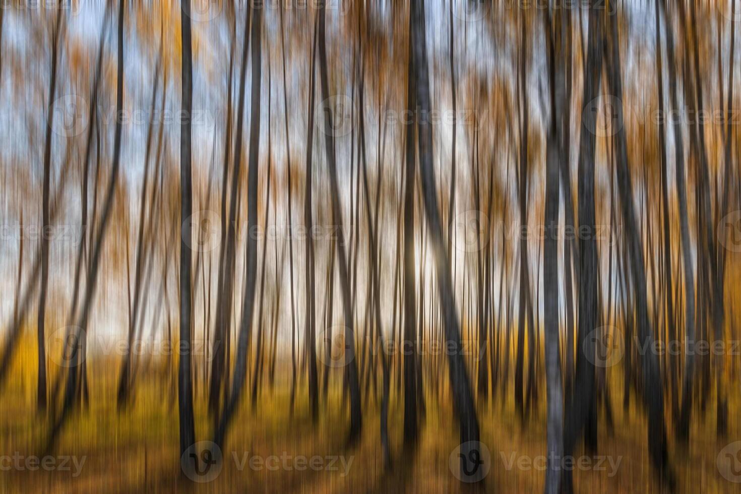 Autumn birch forest vertical motion blurr background. Fall season abstract. photo
