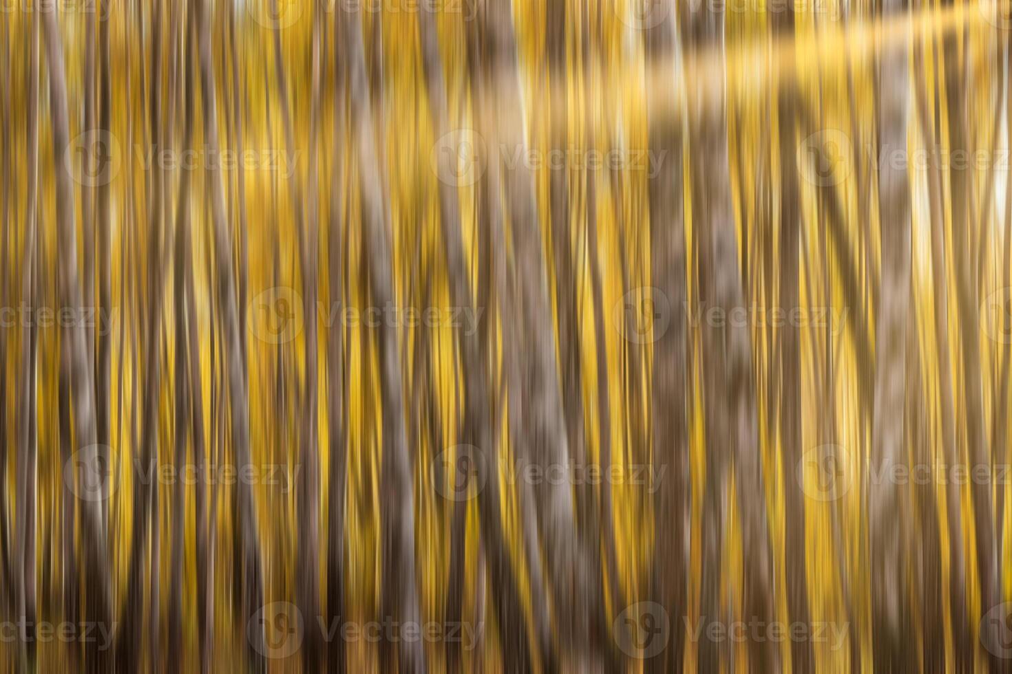Autumn birch forest with sunshine and vertical motion blurr background. Fall season abstract. photo