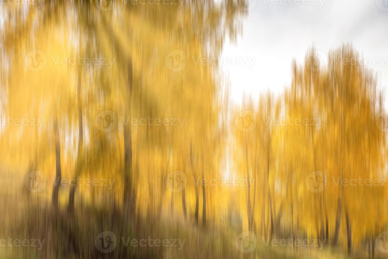 Autumn birch forest with sunshine and vertical motion blurr background. Fall season abstract. photo
