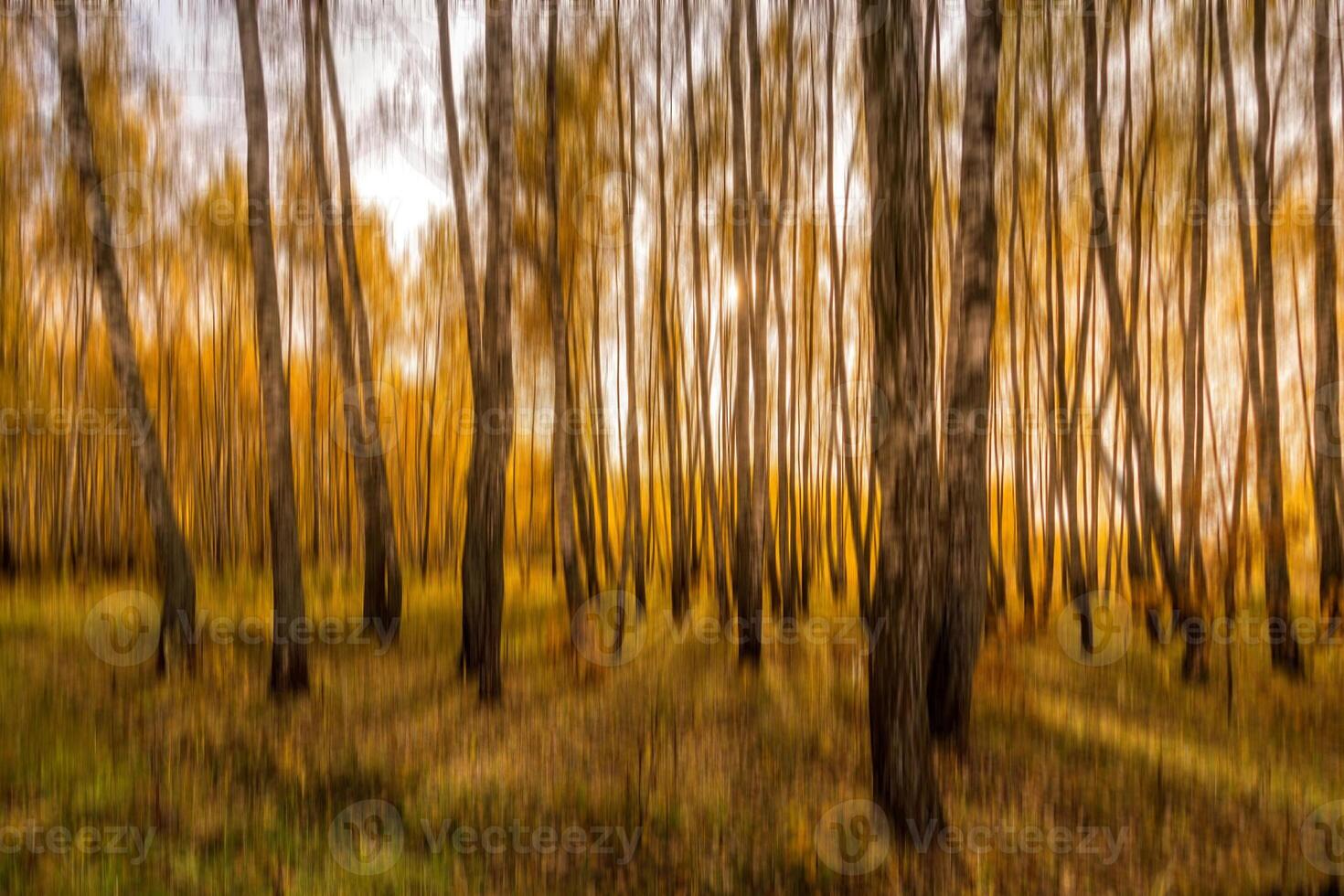 Autumn birch forest vertical motion blurr background. Fall season abstract. photo