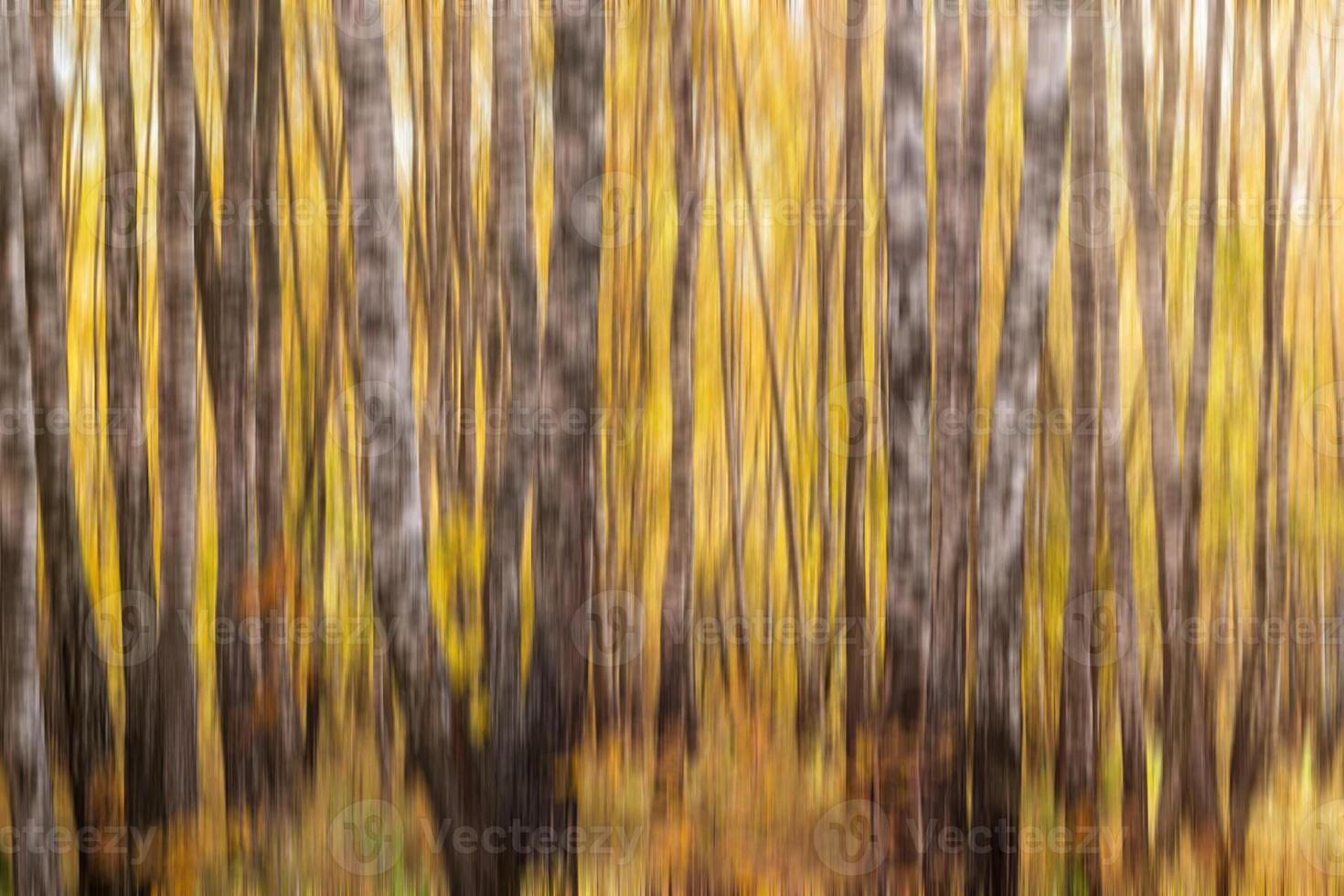Autumn birch forest vertical motion blurr background. Fall season abstract. photo