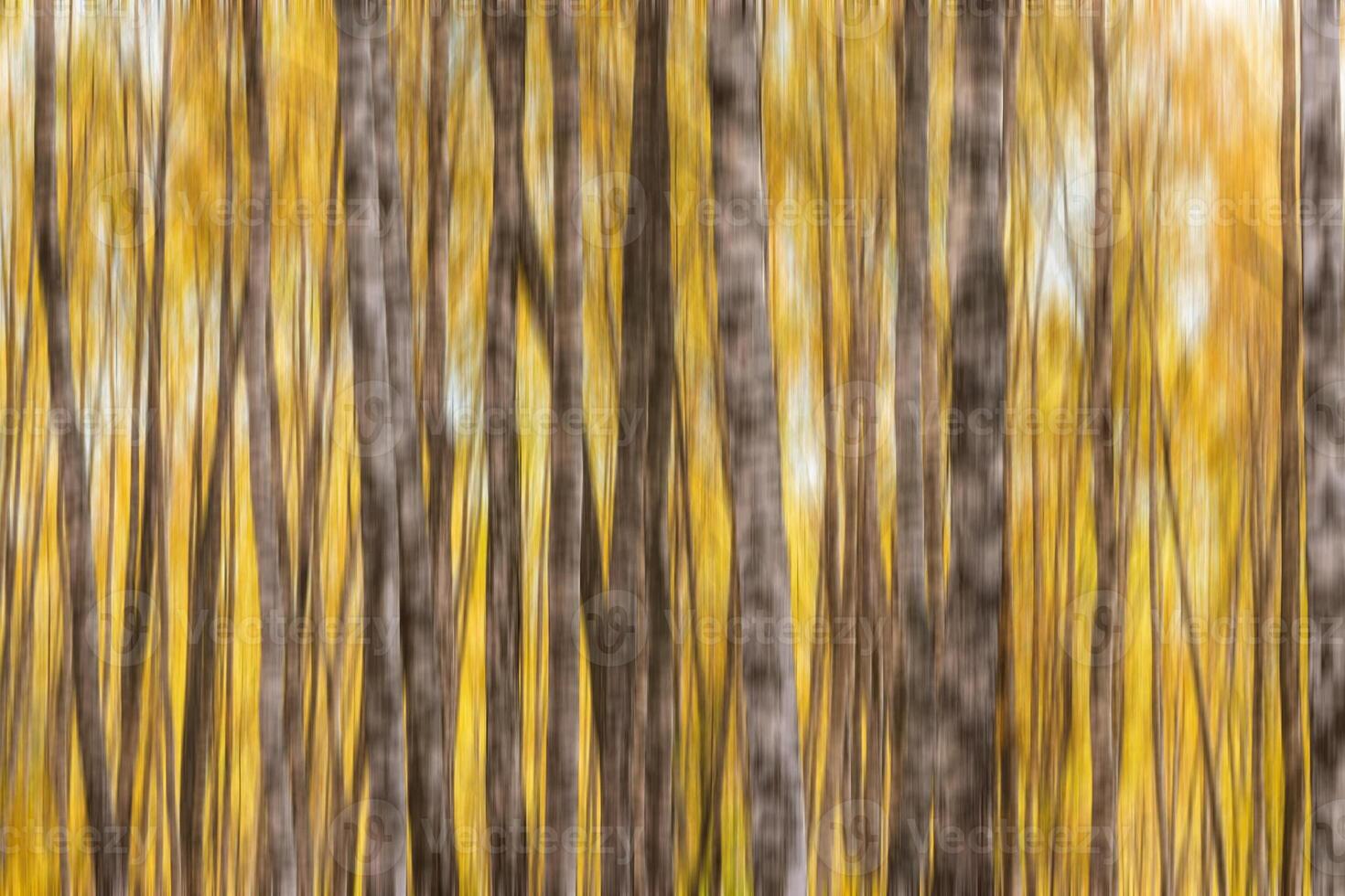 Autumn birch forest vertical motion blurr background. Fall season abstract. photo