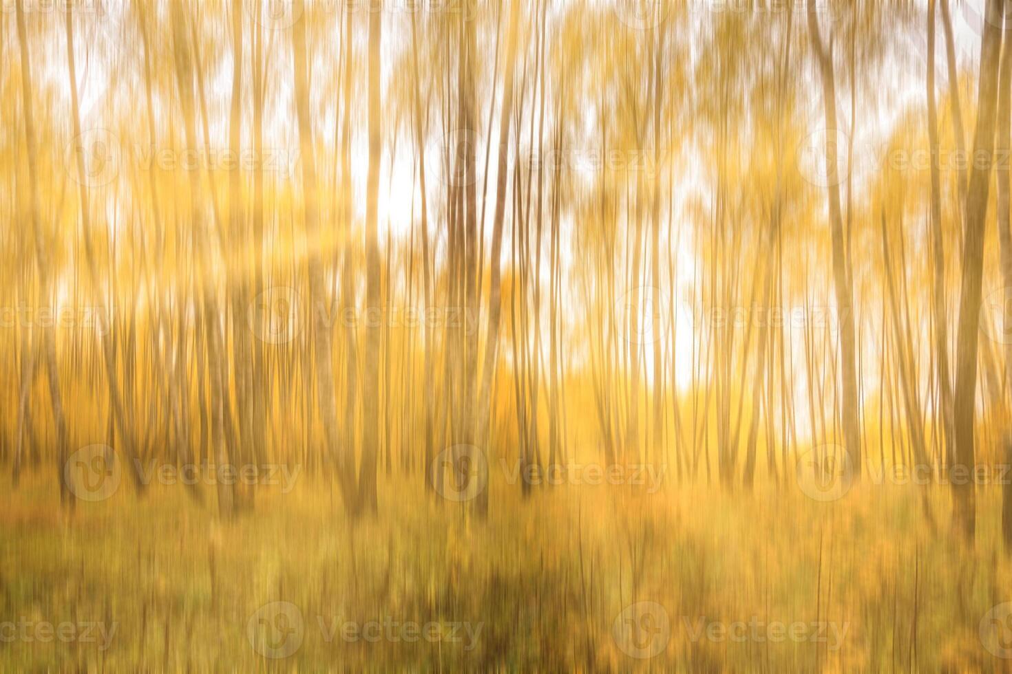 Autumn birch forest with sunshine and vertical motion blurr background. Fall season abstract. photo