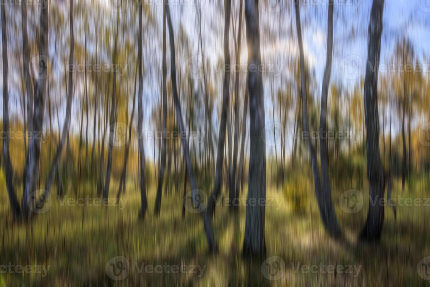 Autumn birch forest vertical motion blurr background. Fall season abstract. photo