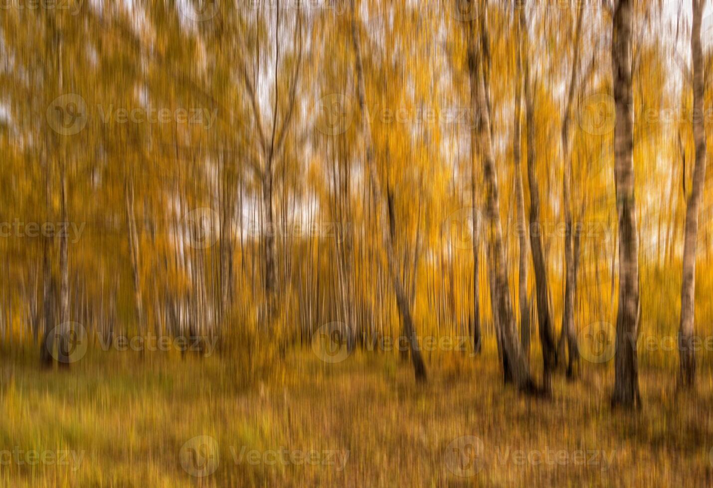 Autumn birch forest vertical motion blurr background. Fall season abstract. photo