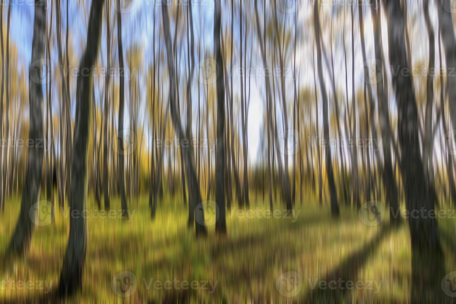 Autumn birch forest vertical motion blurr background. Fall season abstract. photo