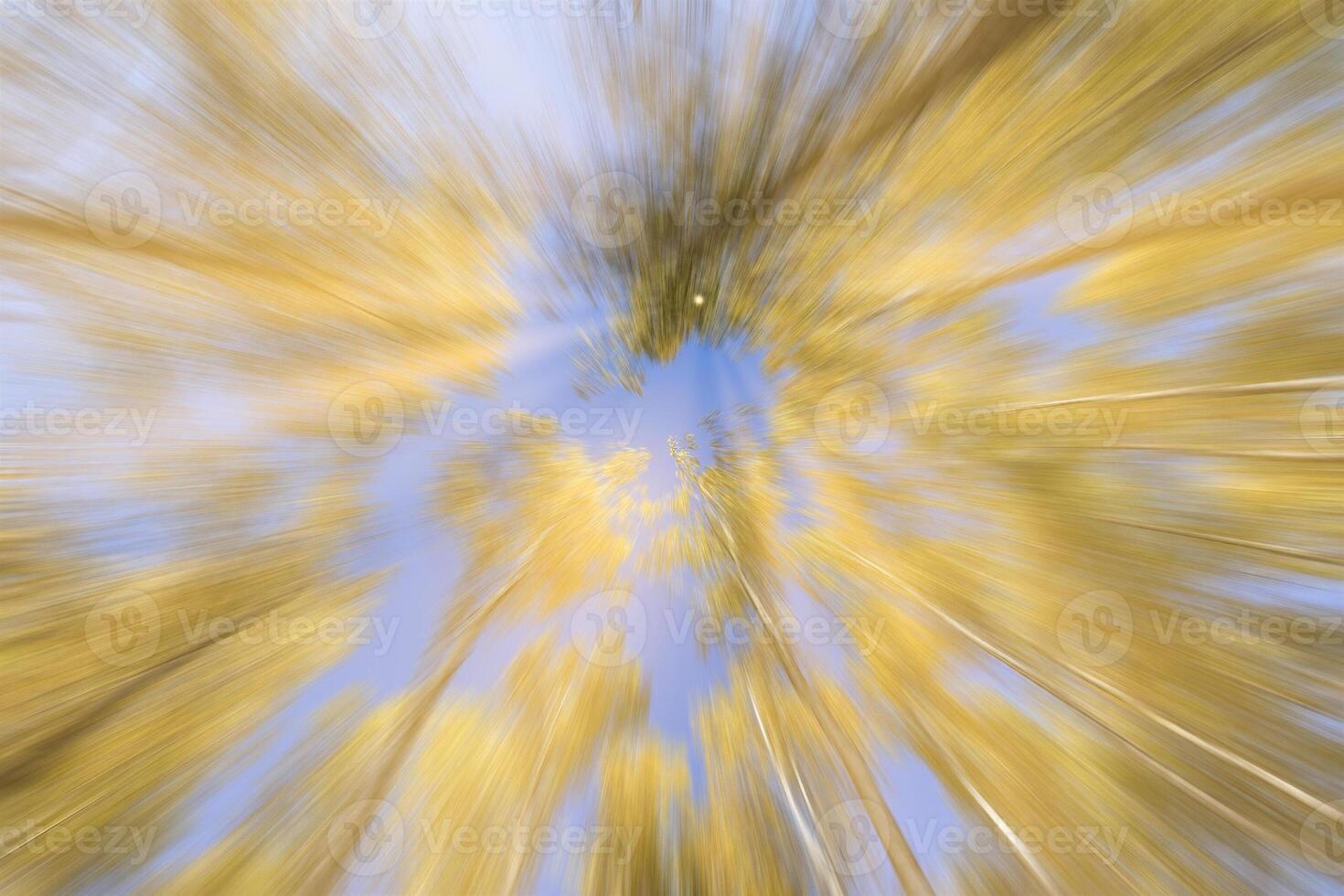 Autumn birch forest with sunshine and vertical motion blurr background. Fall season abstract. photo