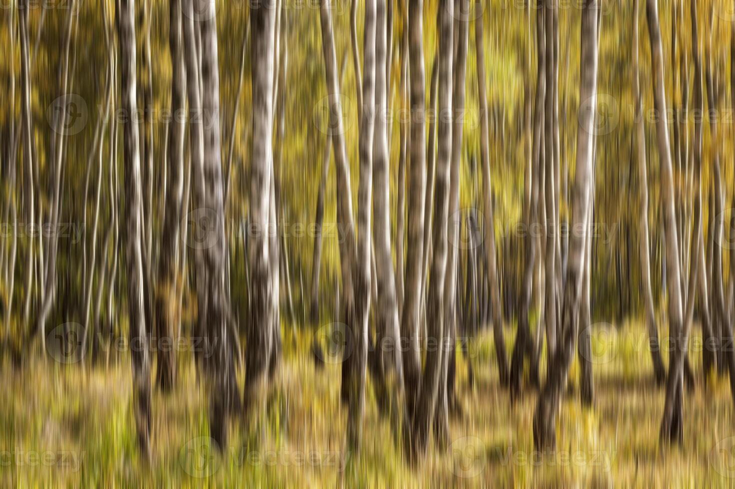 Autumn birch forest vertical motion blurr background. Fall season abstract. photo