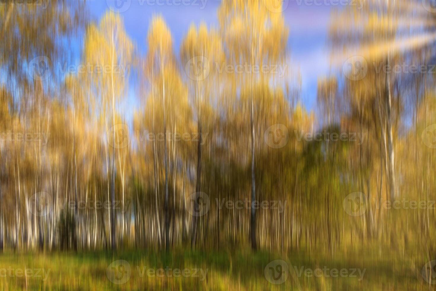 Autumn birch forest with sunshine and vertical motion blurr background. Fall season abstract. photo