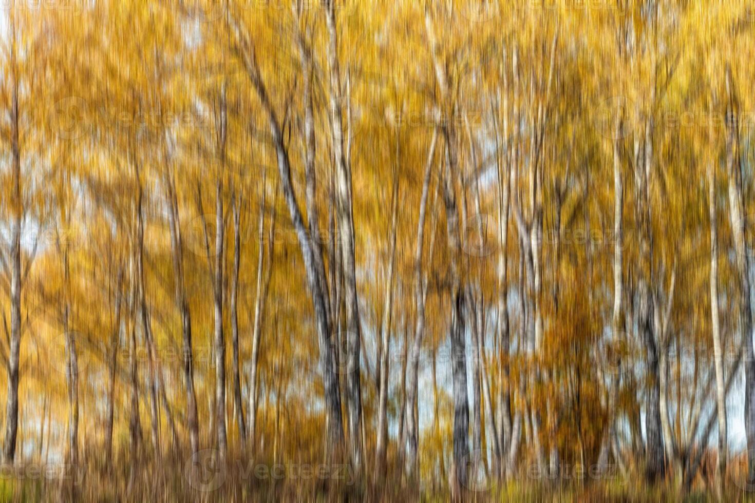 Autumn birch forest vertical motion blurr background. Fall season abstract. photo