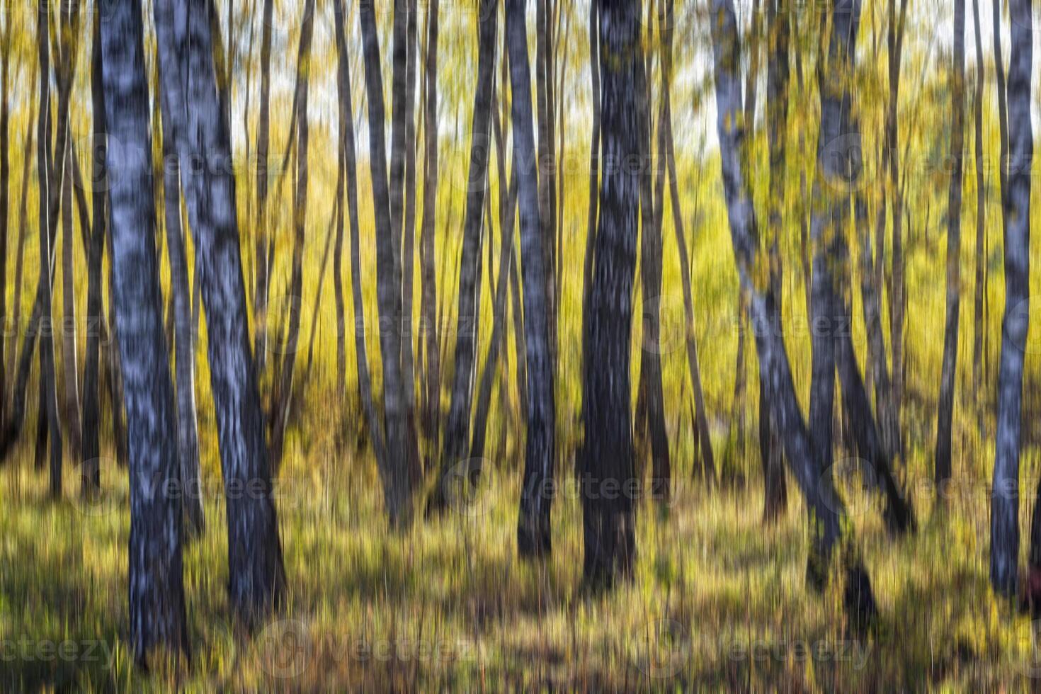 Autumn birch forest vertical motion blurr background. Fall season abstract. photo