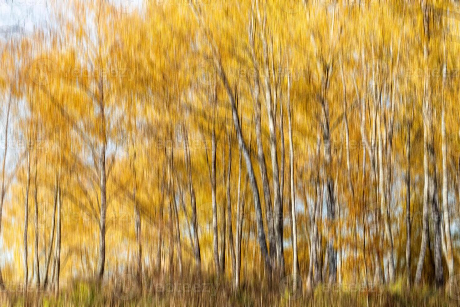 Autumn birch forest vertical motion blurr background. Fall season abstract. photo