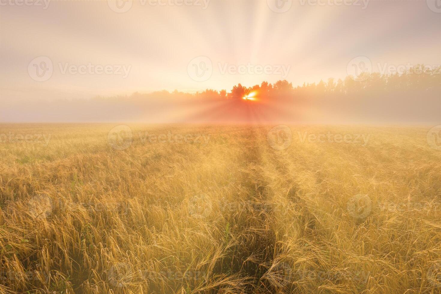 Sunrise in an agricultural field with fog and golden rye covered with dew on an early summer morning. photo