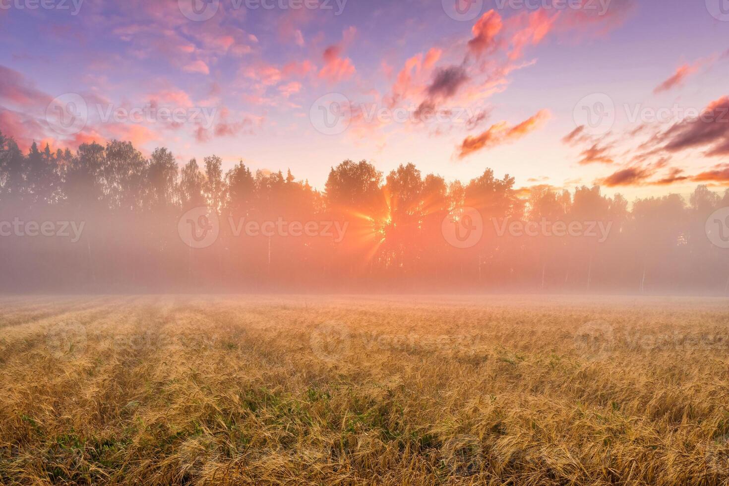 Sunrise in an agricultural field with fog and golden rye covered with dew on an early summer morning. photo