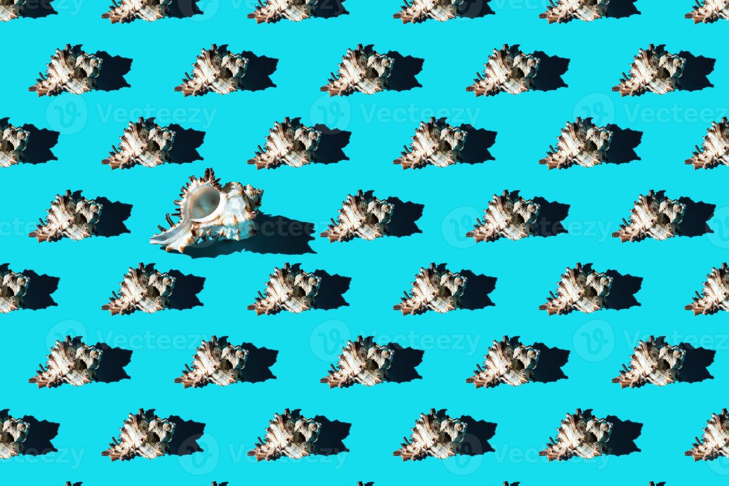 Pattern of clam shells on a cyan background. photo