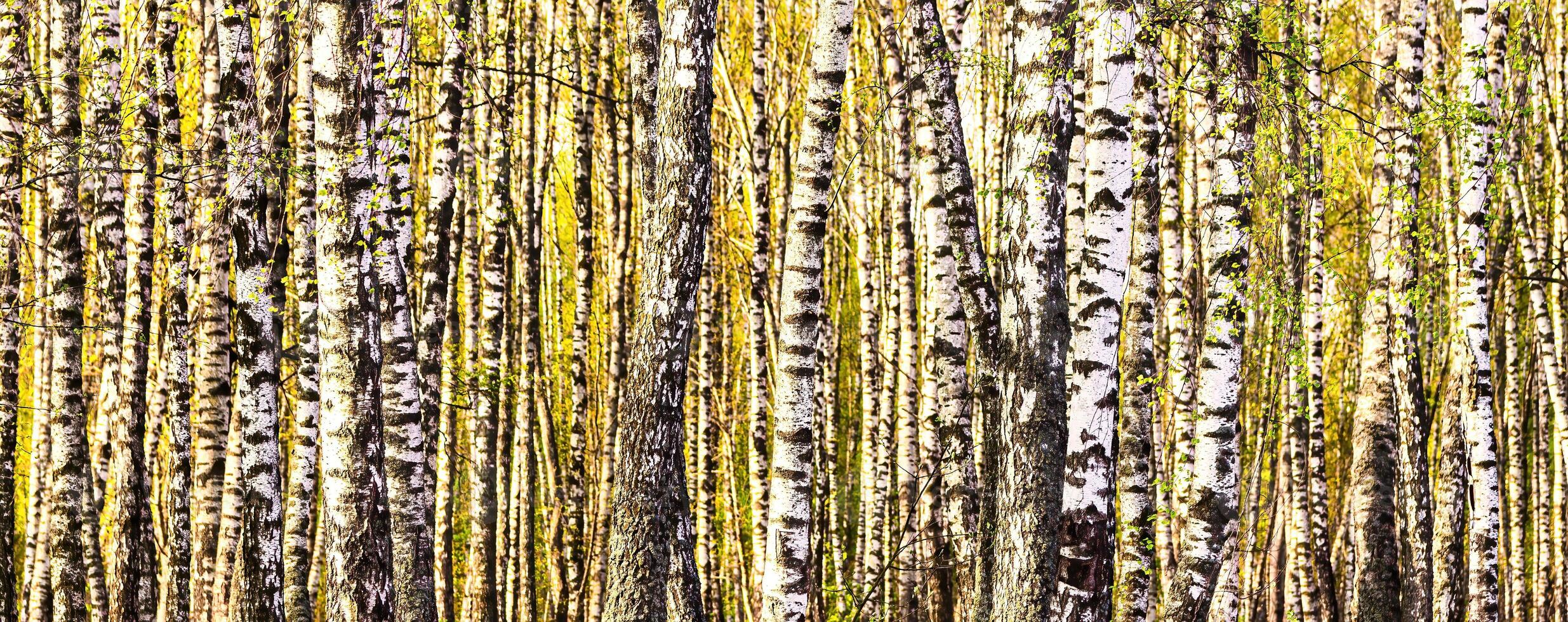Birches with young leaves lit by sunlight in spring or summer. photo