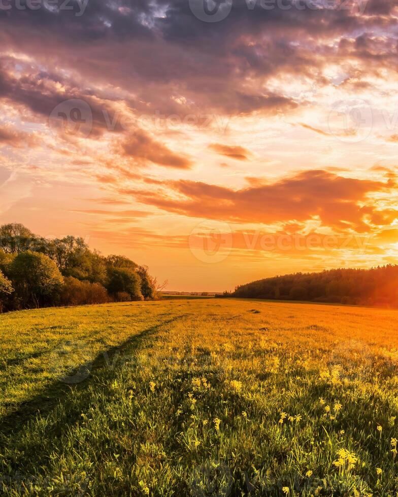 Sunset or sunrise in a spring field with green grass and willow trees. photo