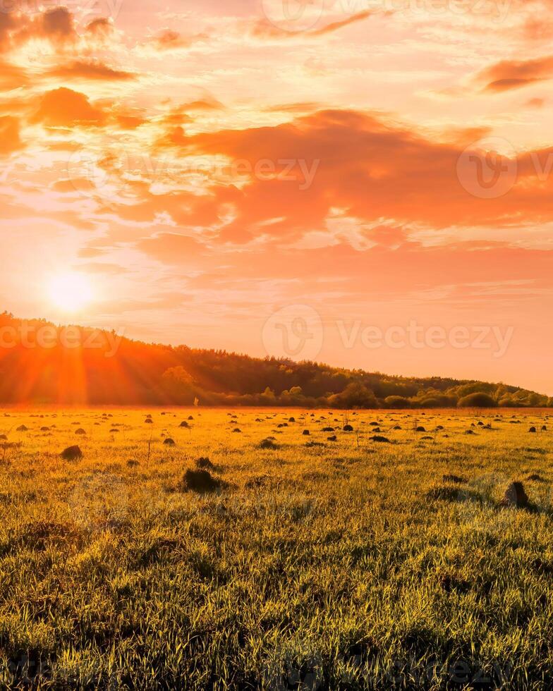 Sunset or sunrise in a spring field with green grass and willow trees. photo