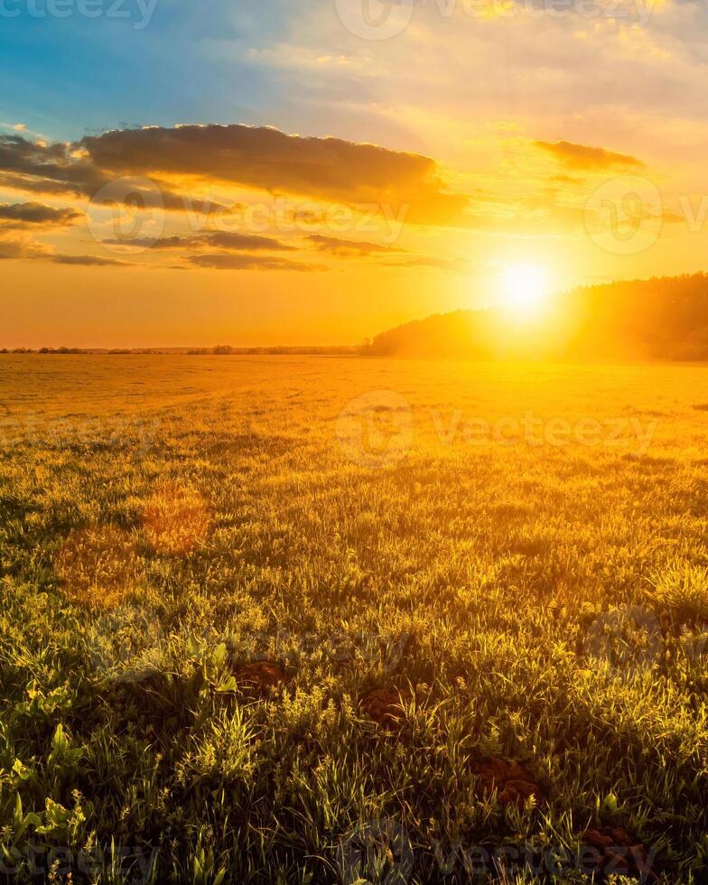 Sunset or sunrise in a spring field with green grass and willow trees. photo