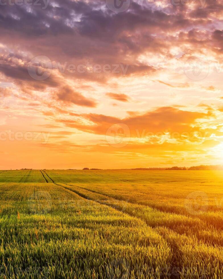 Sunset or sunrise in a rye or wheat agricultural field in summer. photo
