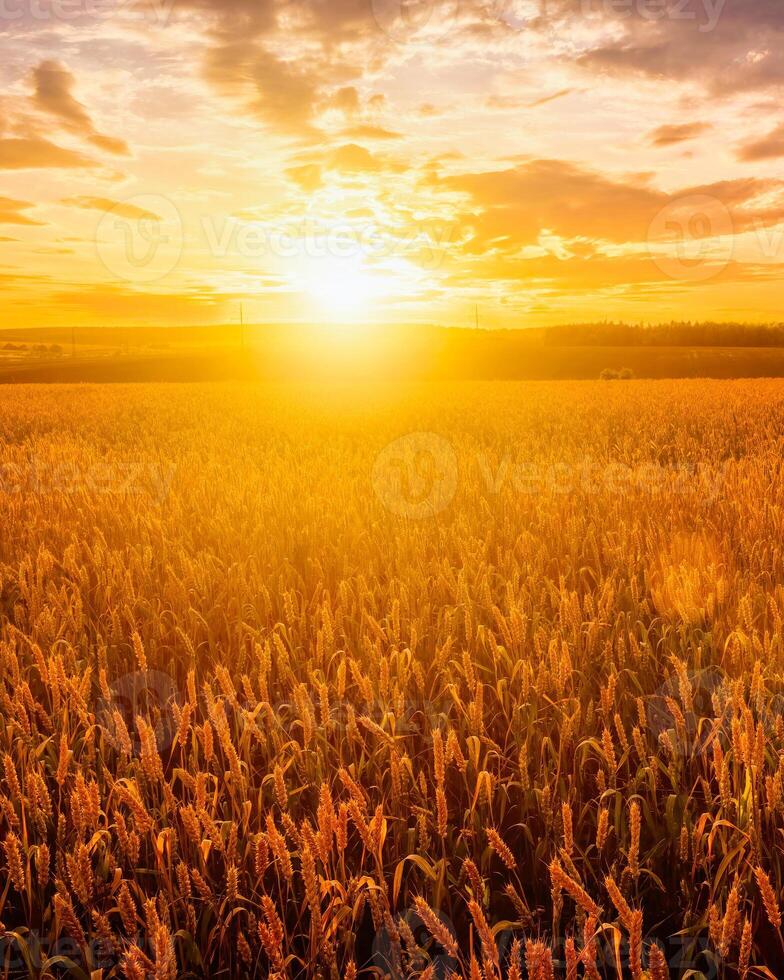 Sunset or sunrise in a rye or wheat agricultural field in summer. photo