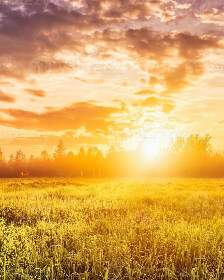 Sunrise on a field with purple wild lupines in summer. photo