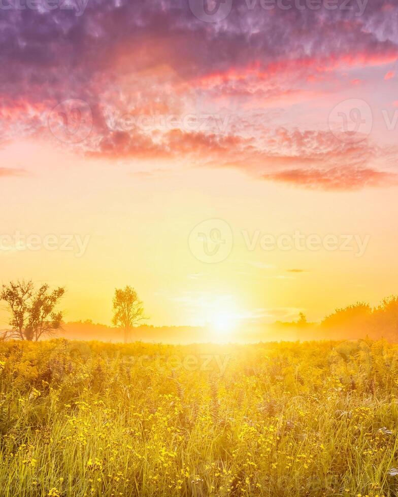 Sunrise on a field with wildflowers and cloudy sky. photo