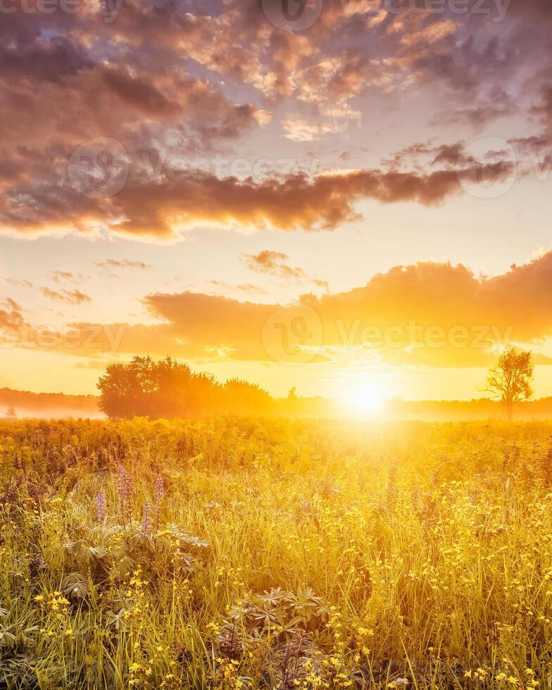 Sunrise on a field with wildflowers and cloudy sky. photo