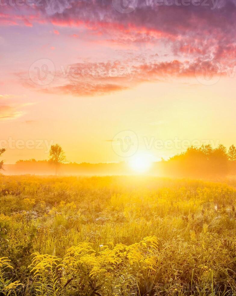 Sunrise on a field with wildflowers and cloudy sky. photo