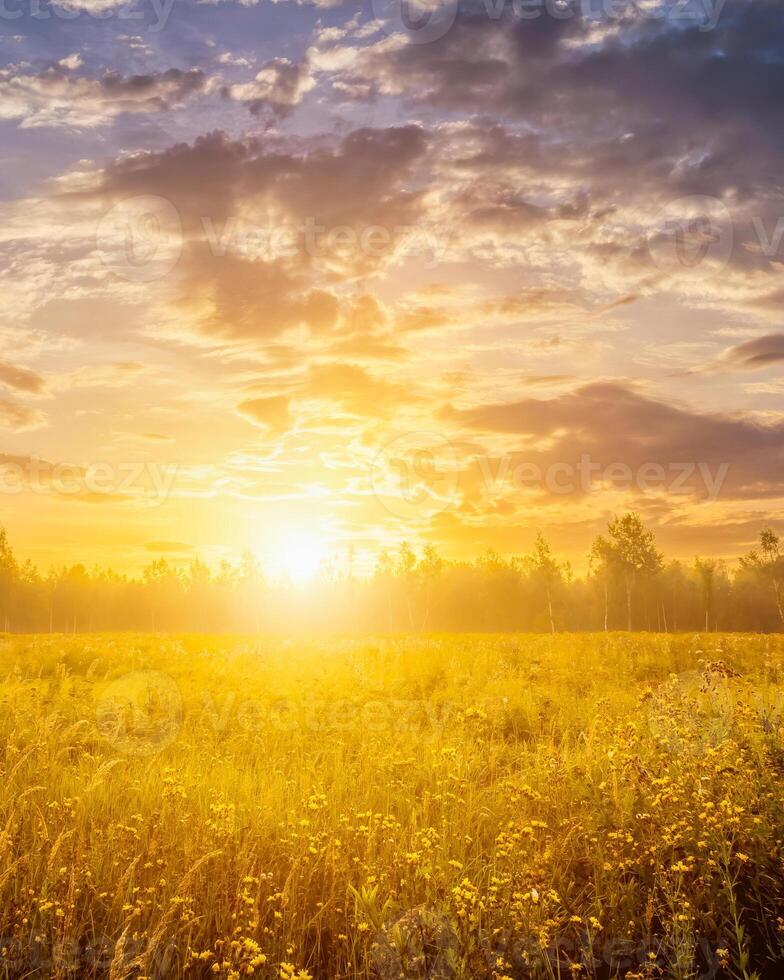 Sunrise on a field with wildflowers and cloudy sky. photo