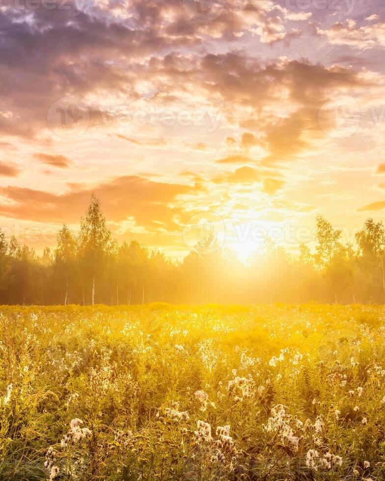 Sunrise on a field covered with wild flowers in summer season. photo