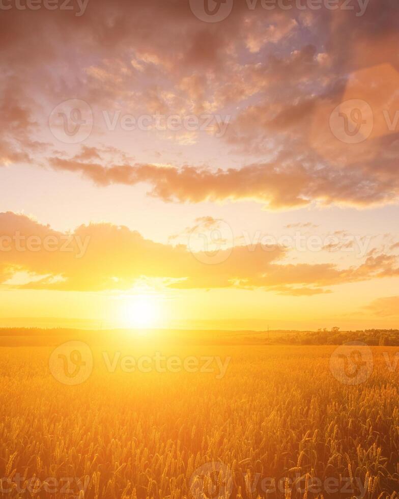 Top view of a sunset or sunrise in an agricultural field with ears of young golden rye with a cloudy sky. photo
