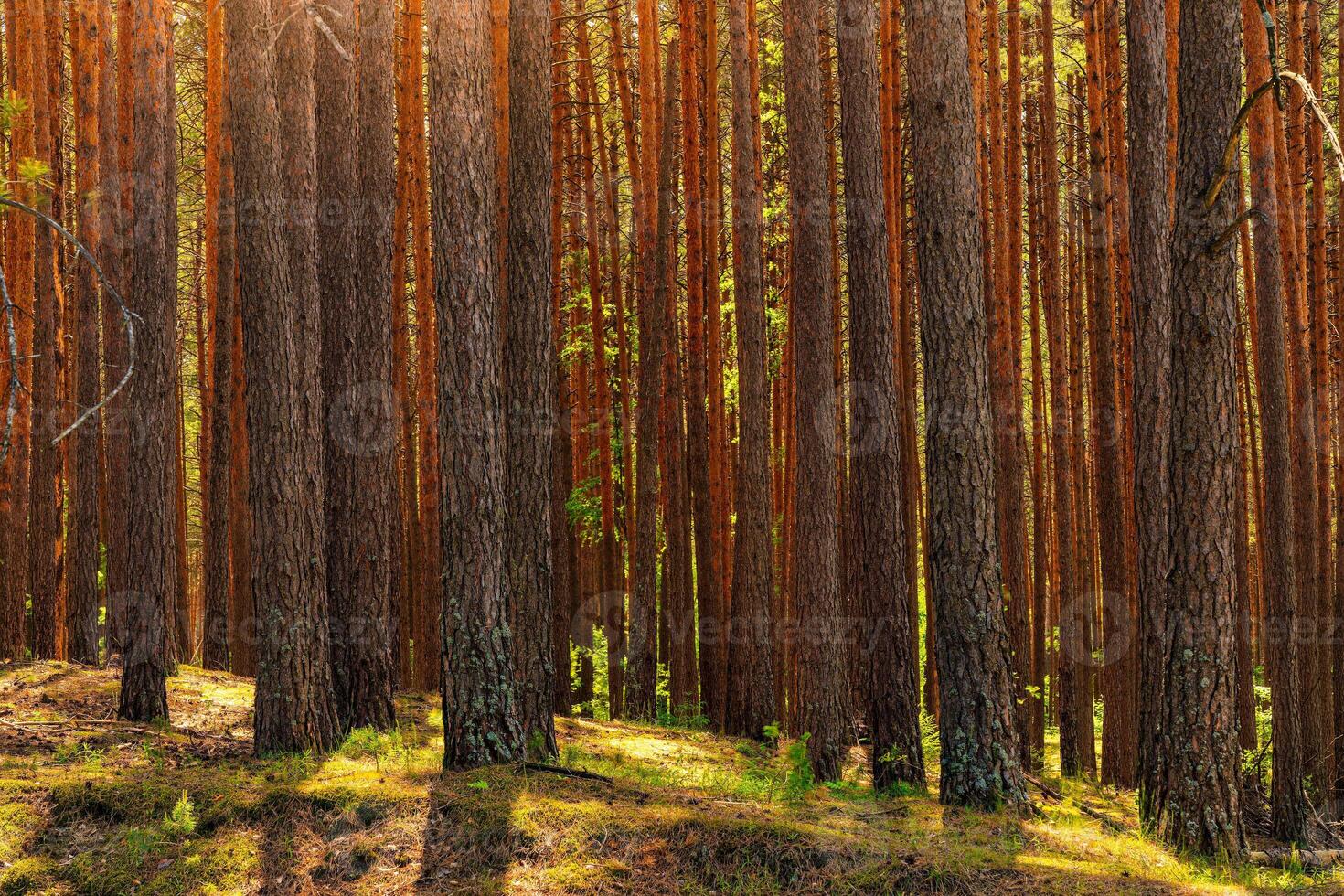 Sunset or dawn in a pine forest in spring or early summer. photo