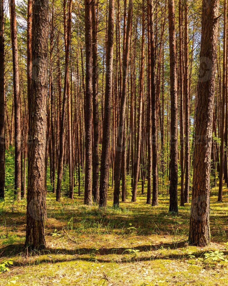 Sunset or dawn in a pine forest in spring or early summer. photo