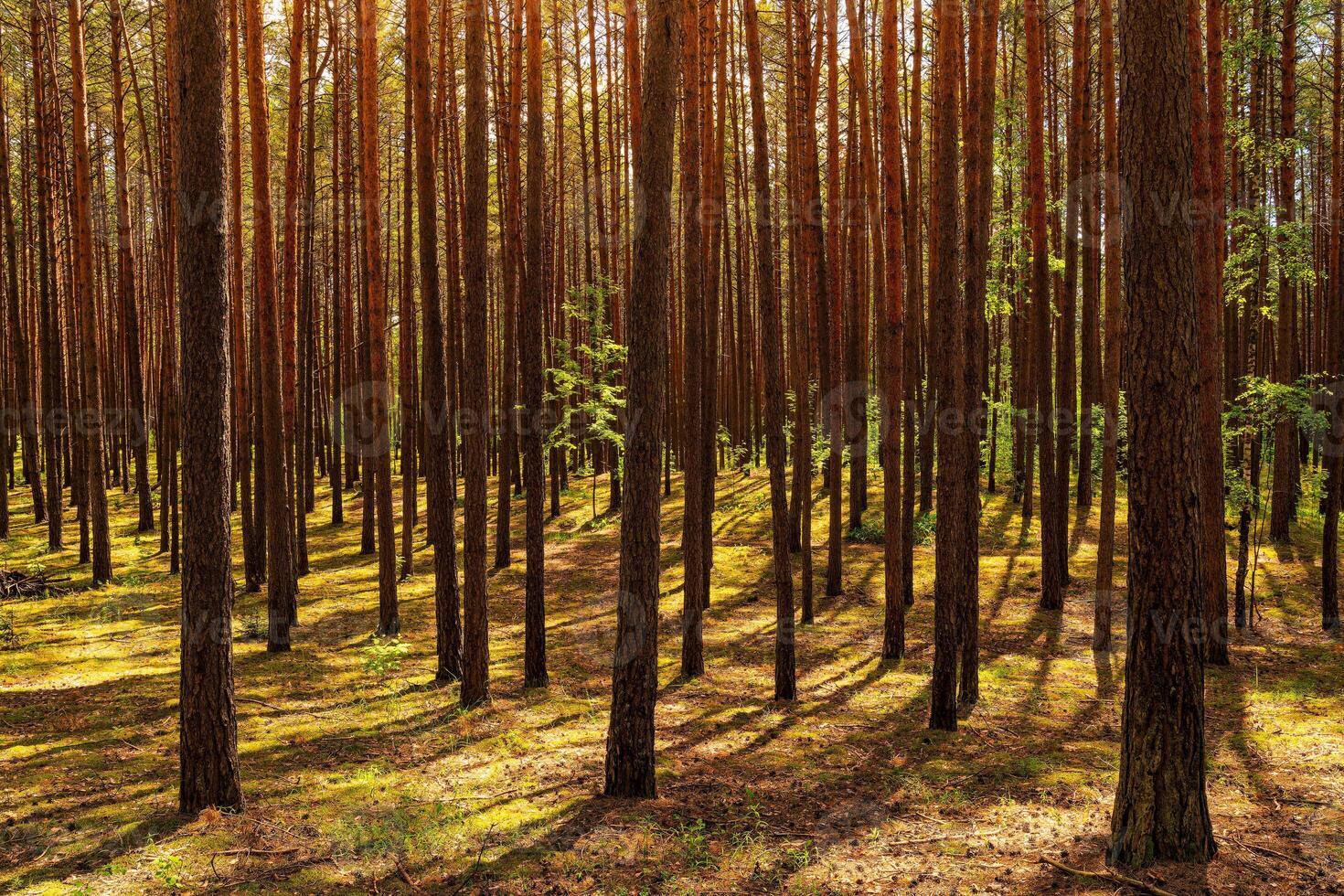 Sunset or dawn in a pine forest in spring or early summer. photo