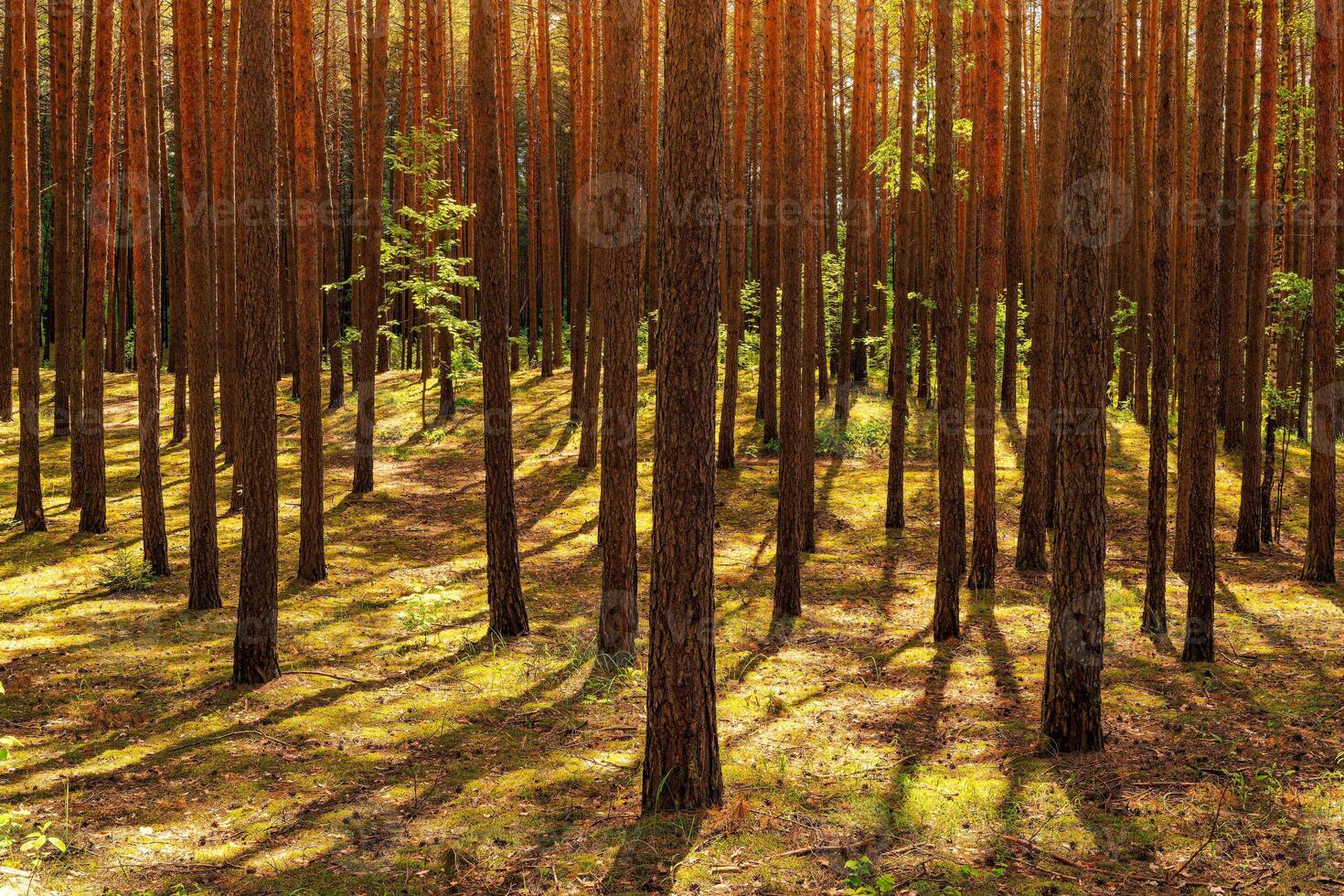 Sunset or dawn in a pine forest in spring or early summer. photo