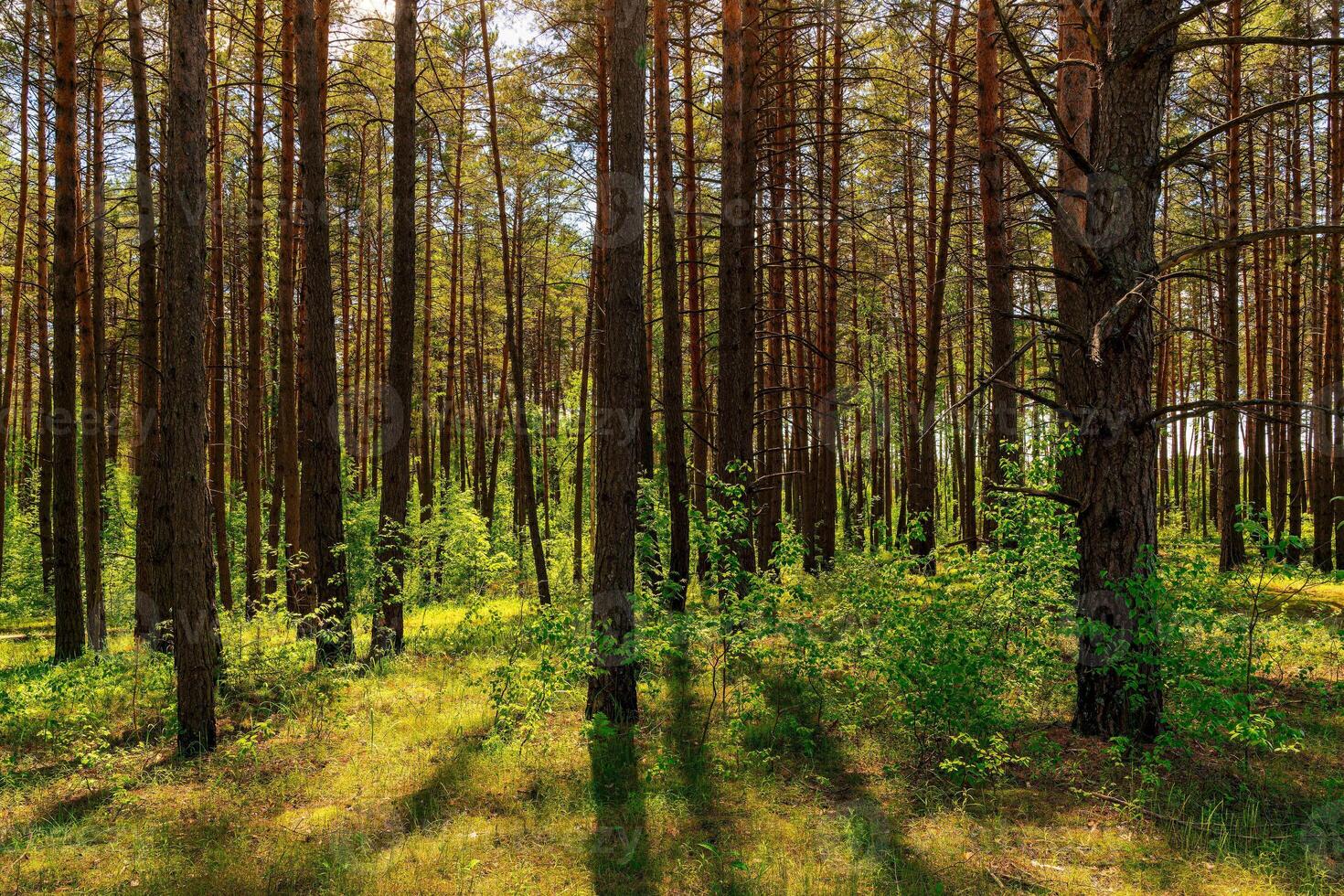 Sunset or dawn in a pine forest in spring or early summer. photo