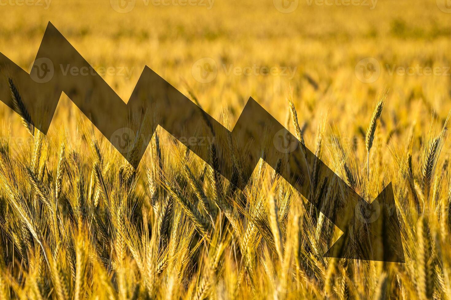 Golden ears of young rye lit by the evening rays of the sun. The concept of agriculture and cultivation of cereals. photo