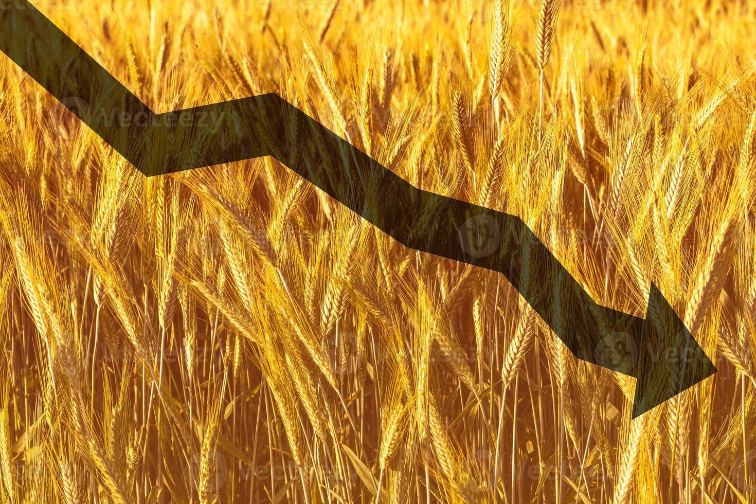 Golden ears of young rye lit by the evening rays of the sun. The concept of agriculture and cultivation of cereals. photo