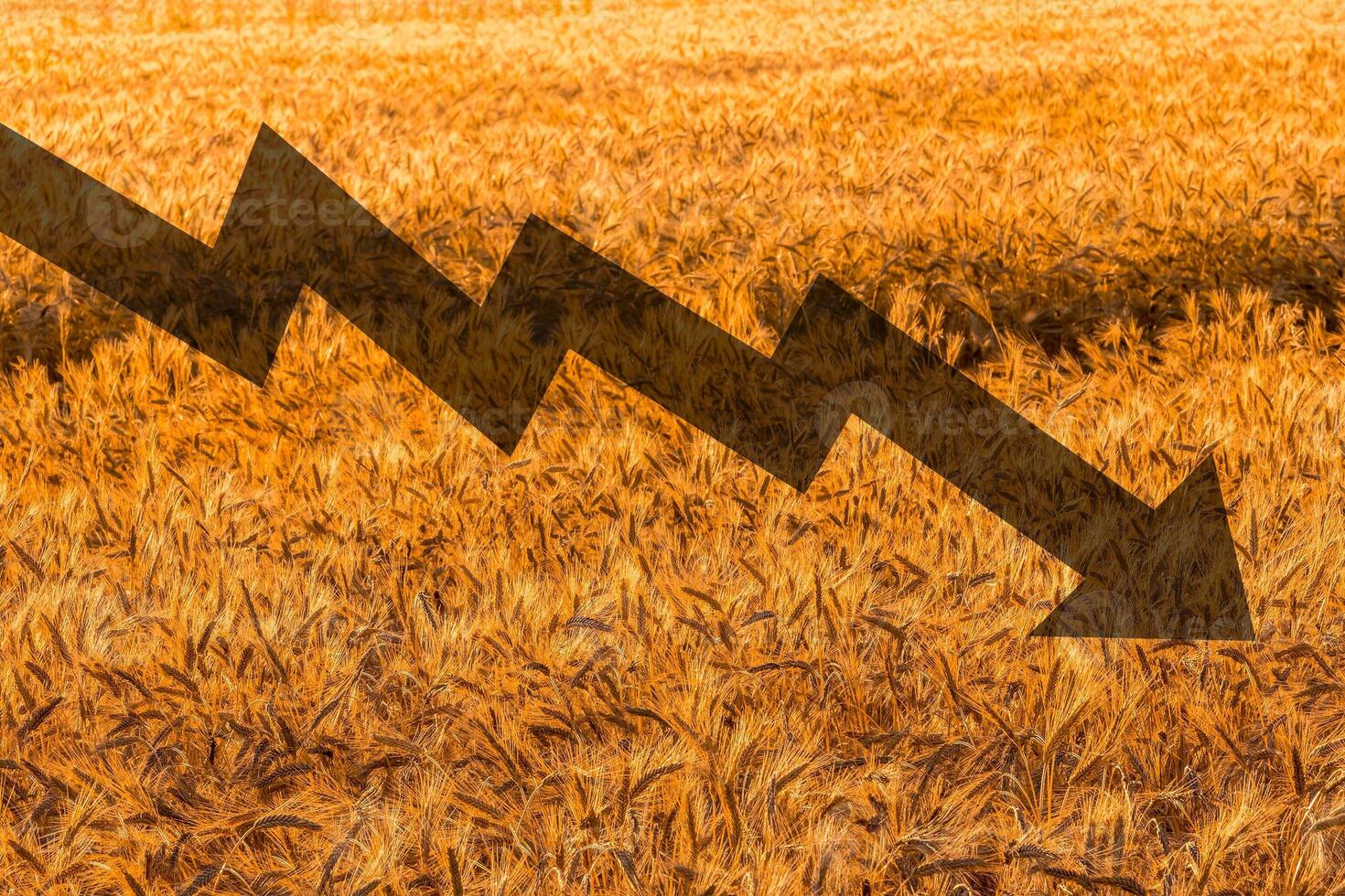 Golden ears of young rye lit by the evening rays of the sun. The concept of agriculture and cultivation of cereals. photo