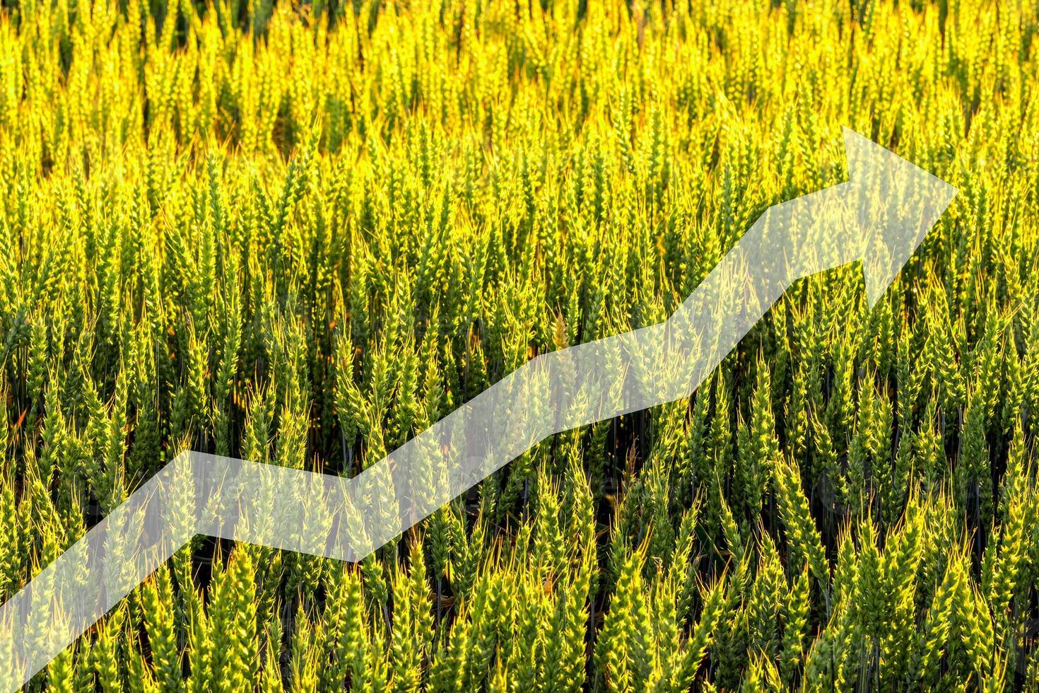 Green ears of young rye lit by the evening rays of the sun. The concept of agriculture and cultivation of cereals. photo