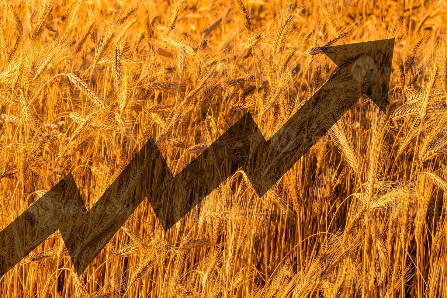 Golden ears of young rye lit by the evening rays of the sun. The concept of agriculture and cultivation of cereals. photo