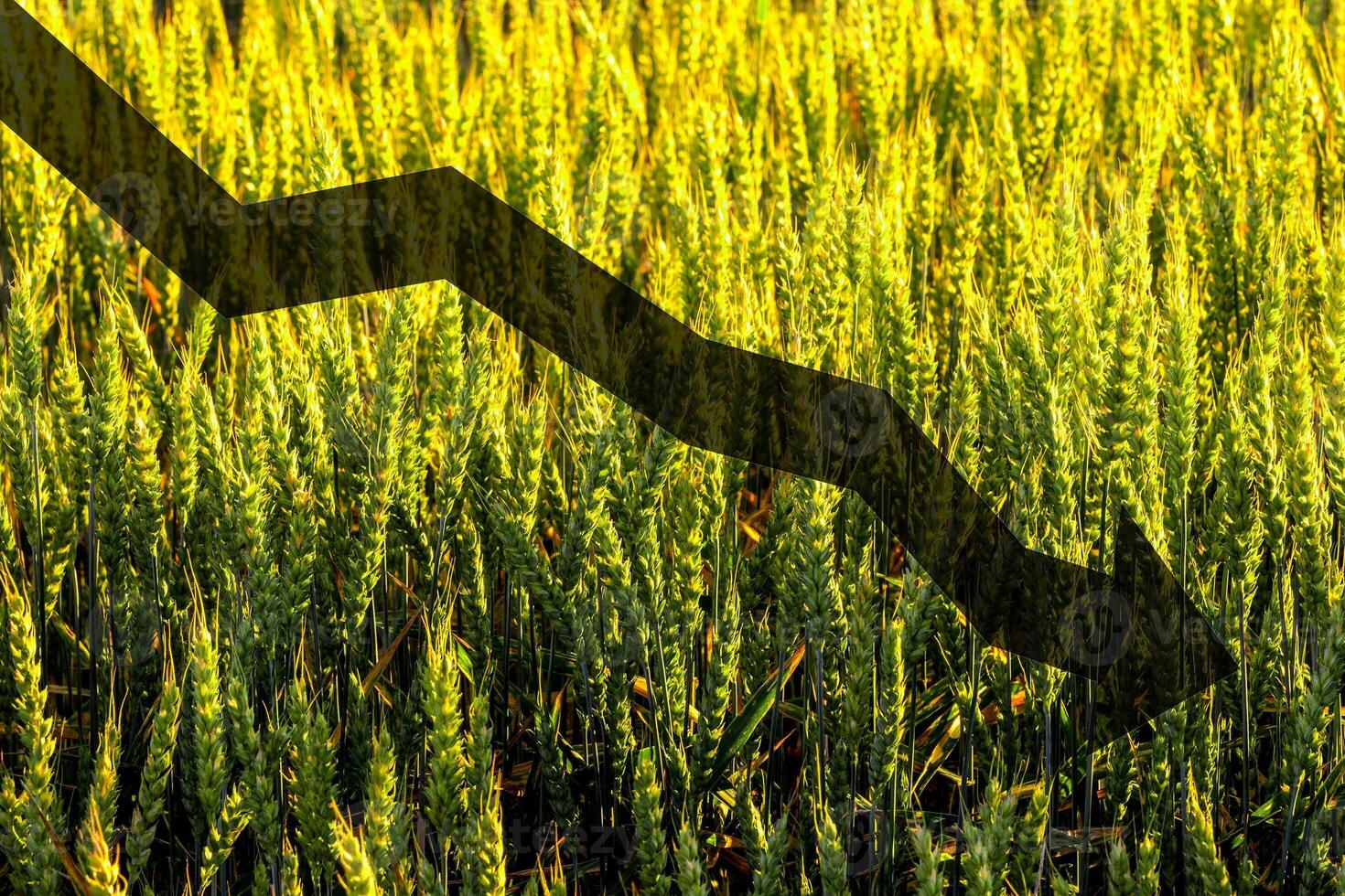 Green ears of young rye lit by the evening rays of the sun. The concept of agriculture and cultivation of cereals. photo