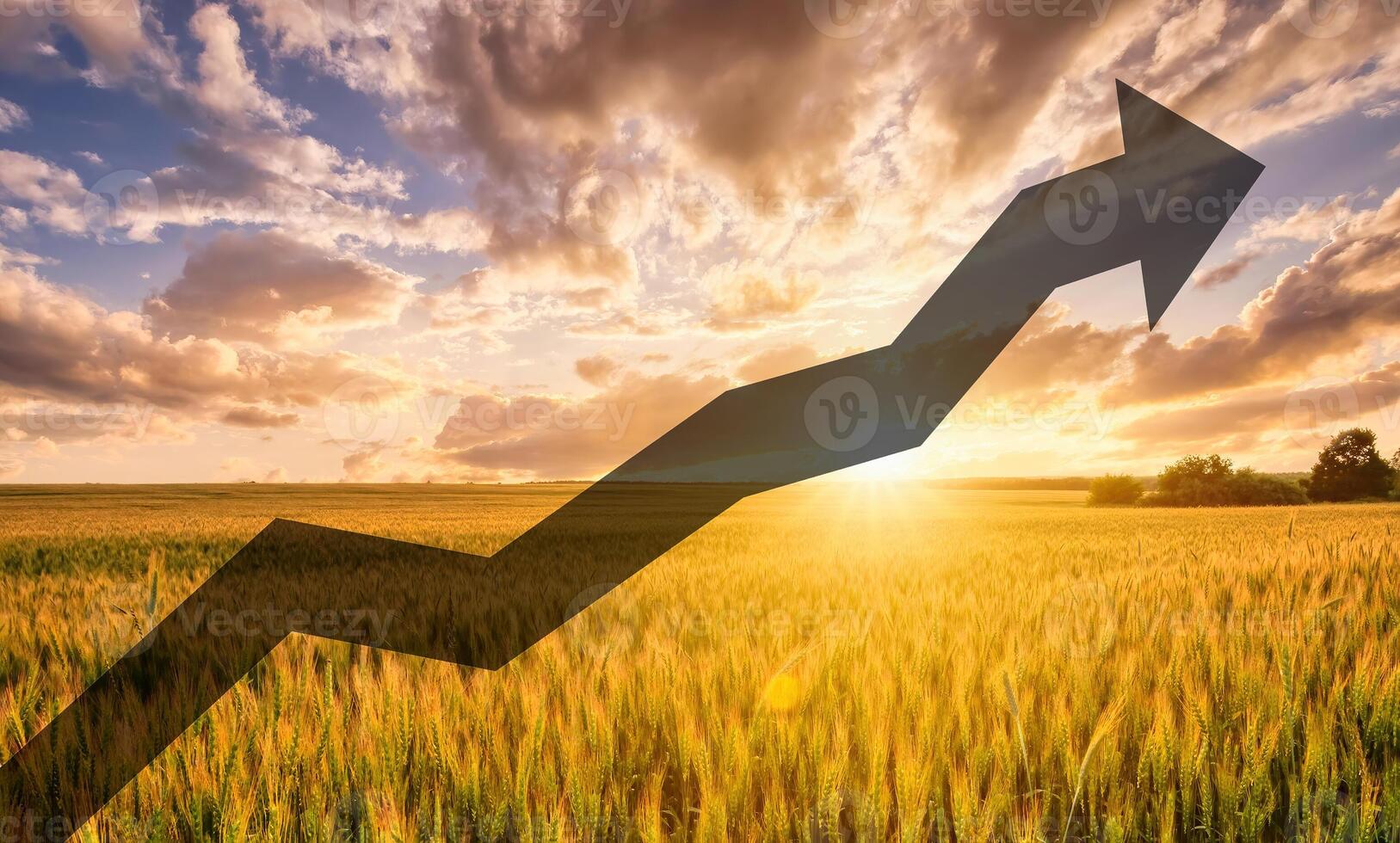 Sunset on the field with young rye. photo