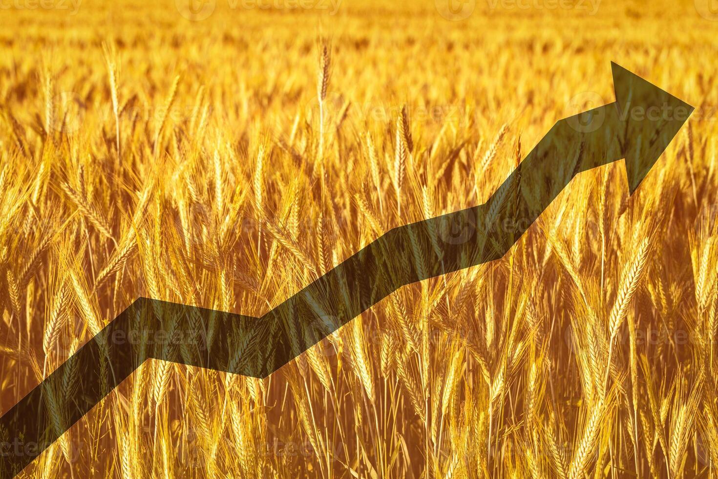 Golden ears of young rye lit by the evening rays of the sun. The concept of agriculture and cultivation of cereals. photo