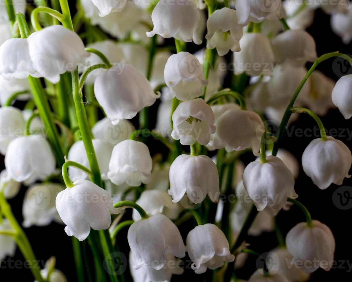 Macro shot of lily of the valley isolated on a black. photo